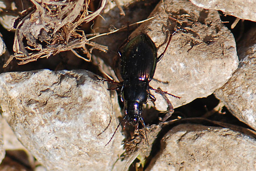 Carabidae del Civetta da ID: Pterostichus burmeisteri